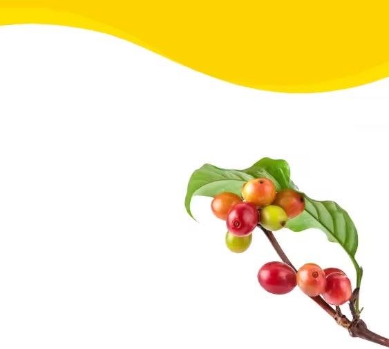 NESCAFÉ® LISTO en sus presentaciones con la planta de café