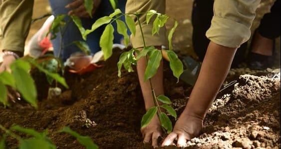 Bosques del Mañana: Por un futuro más verde, de árbol en árbol
