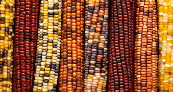El Maíz, un nutritivo alimento ancestral