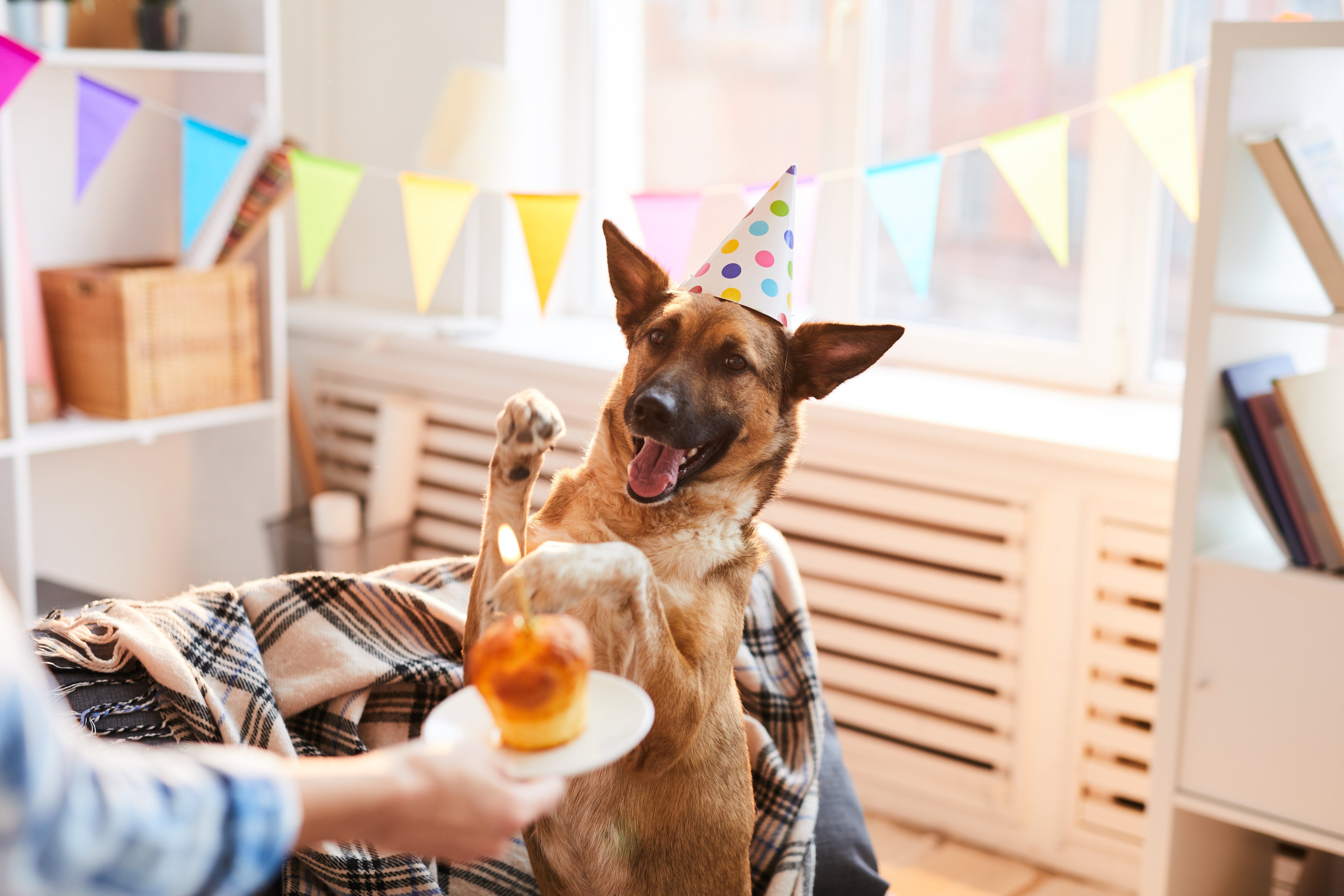 Celebra momentos especiales con tu perro