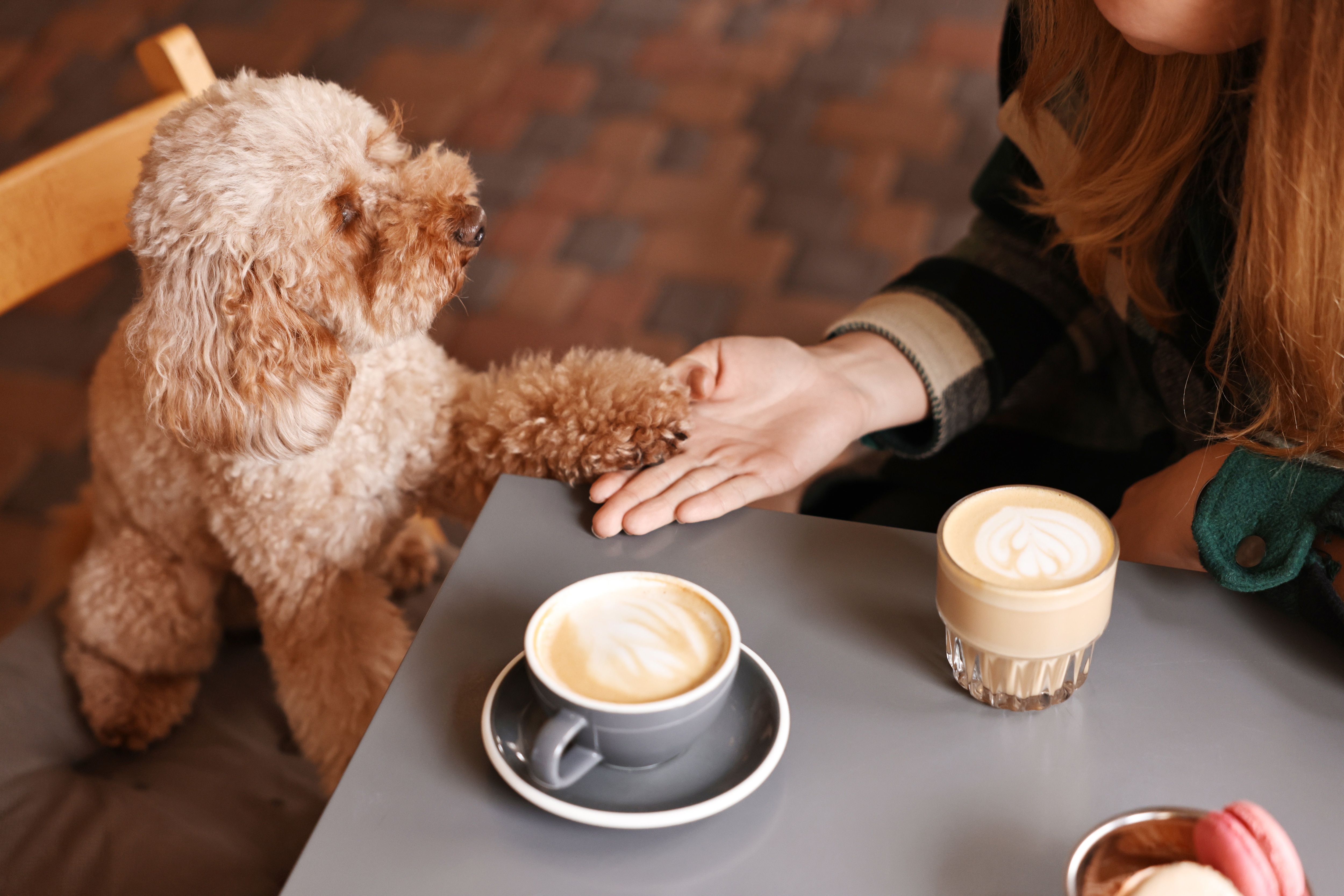 Perro dando la pata a su dueño en una cafetería