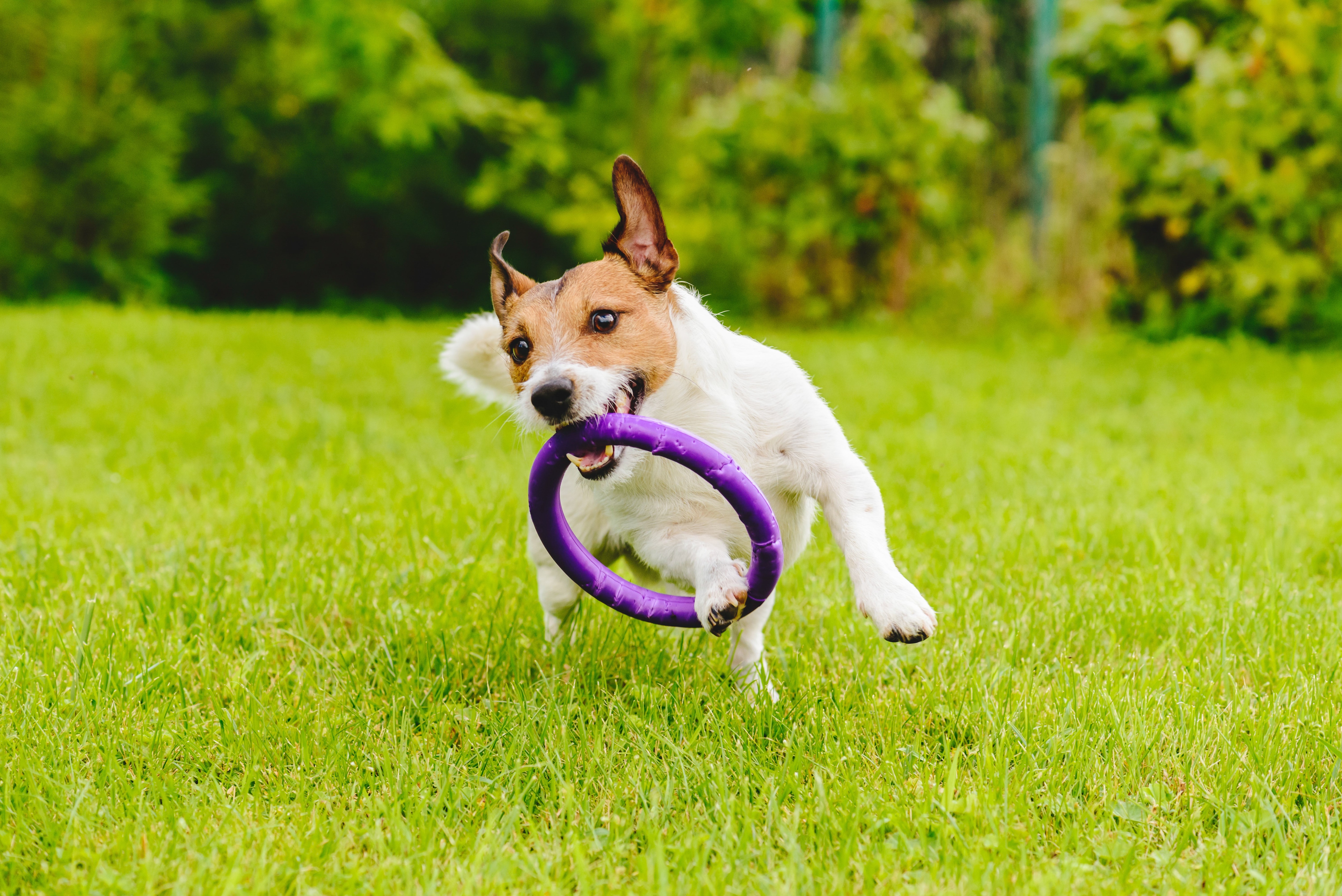 Perro disfrutando de un momento de juego al aire libre