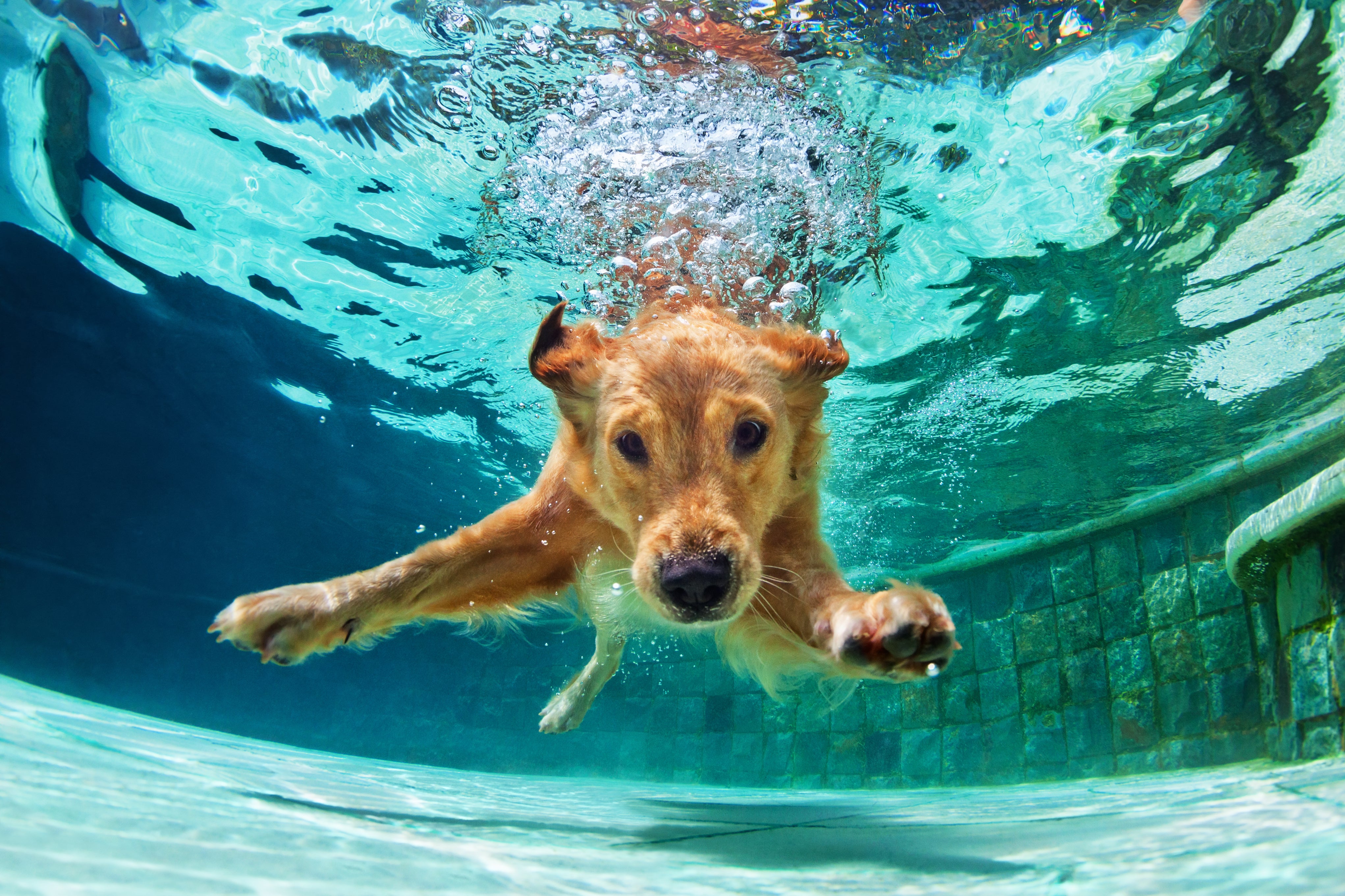 Perro disfrutando de un baño en la piscina